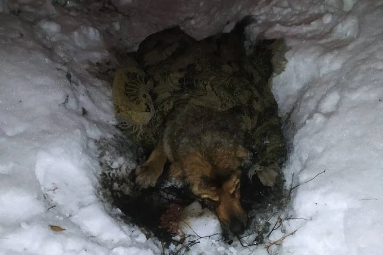 Примерзшего к пледу старого пса бросили умирать в лесу в Ленобласти