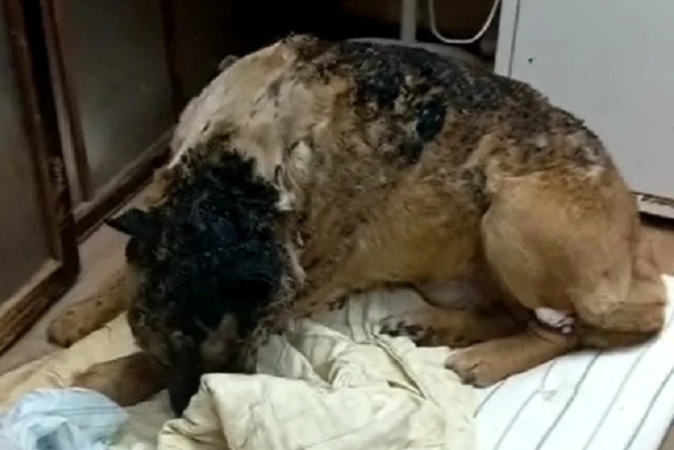 Куски шерсти слезали вместе с кожей: обгоревшую в пожаре собаку выхаживают на Сахалине