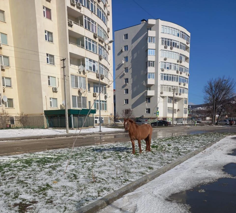 Фото: Константин Подсевалов, t.me/knpodsevalov_sudak