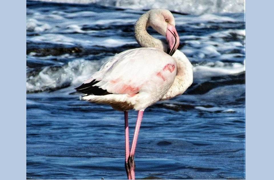 В феврале 2020 года розовые фламинго навестили Севастополь. Фото: Заповедный Крым