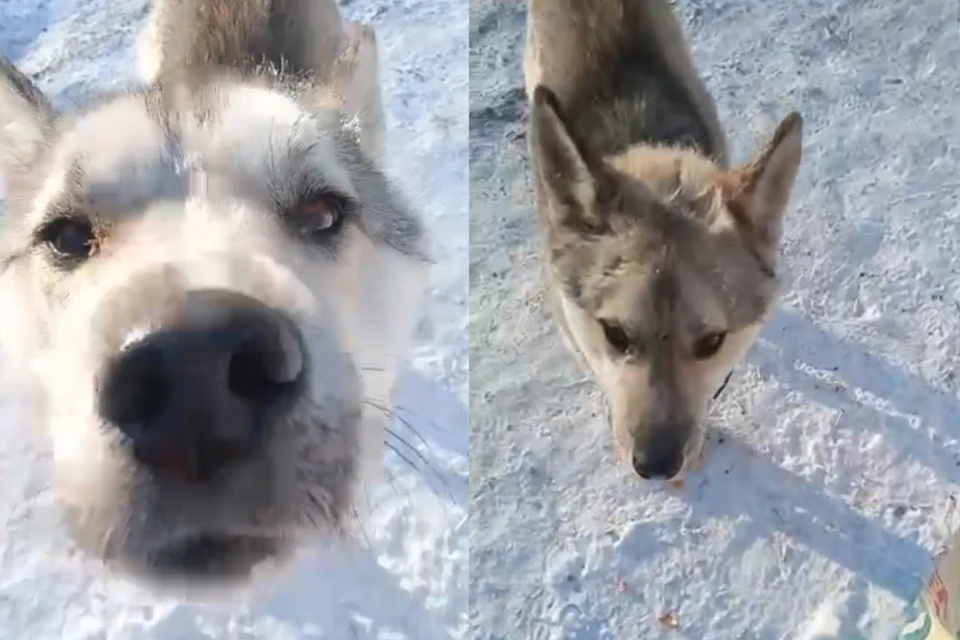 Пса выкинули на улицу, неизвестный проломил ему голову. Фото: t.me/help_husky_nsk