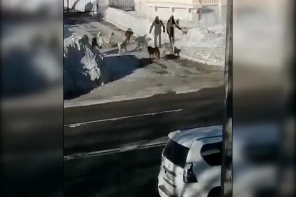 Собаки принадлежат, и в то же время нет, пожилому жителю города Фото: скриншот из видео