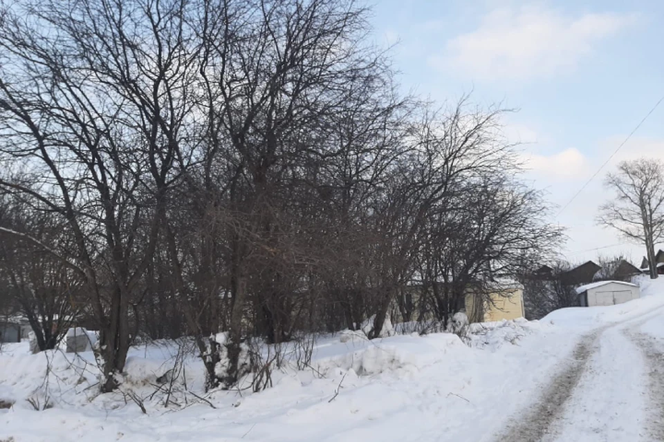 Яблони здесь высадили еще в 1980-х годах. Фото: Народный фронт
