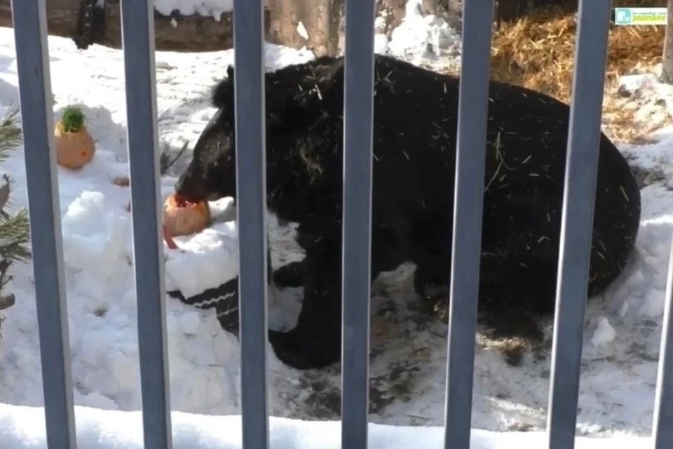 Питомца накормили угощением. Фото: скриншот из видео Екатеринбургского зоопарка
