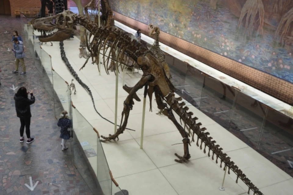 Это не первая выставка нашего палеонтологического музея.