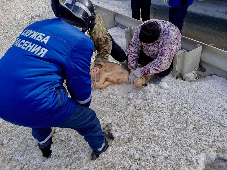 Фото: Управление гражданской защиты Ульяновска