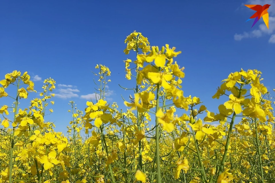 Аллергию может вызывать пыльца растений или сорняков - весной, летом и осенью. Фото: архив «КП»