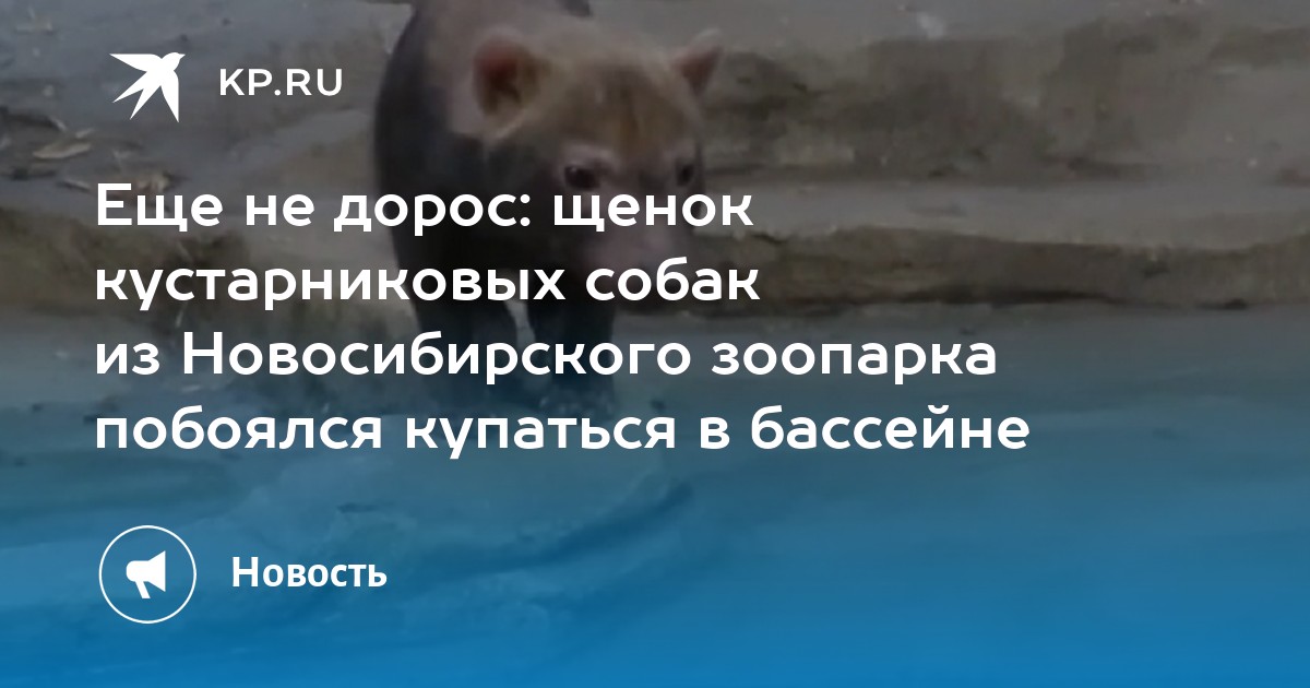 Еще не дорос: щенок кустарниковых собак из Новосибирского зоопарка ...
