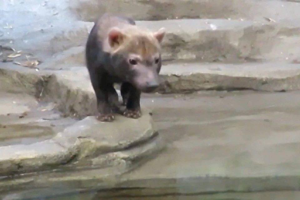 Еще не дорос: щенок кустарниковых собак из Новосибирского зоопарка ...