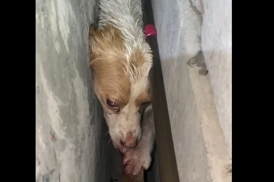 В Южно-Сахалинска пришли на помощь собаке, которая застряла между двумя домами. Скан видео Telegram-канала «Спасатели Сахалина»