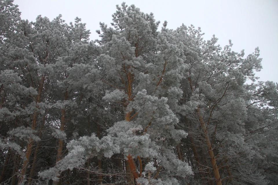 Власти одобрили создание лесного парка «Заельцовский бор».