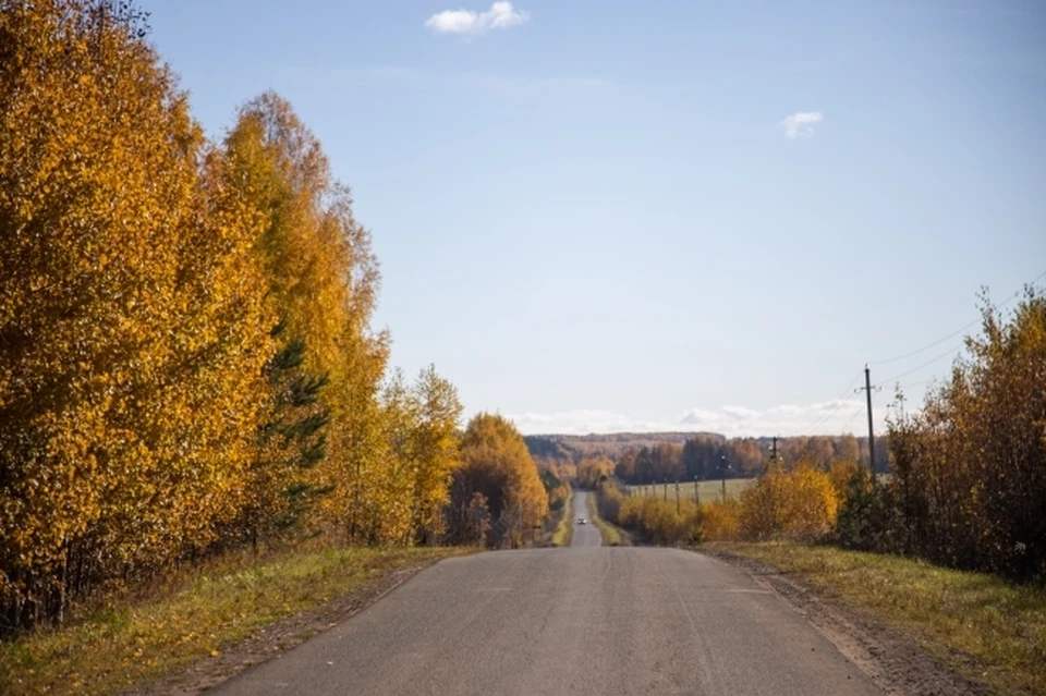 Лишь треть из лесных угодий в Ростовской области природного происхождения.