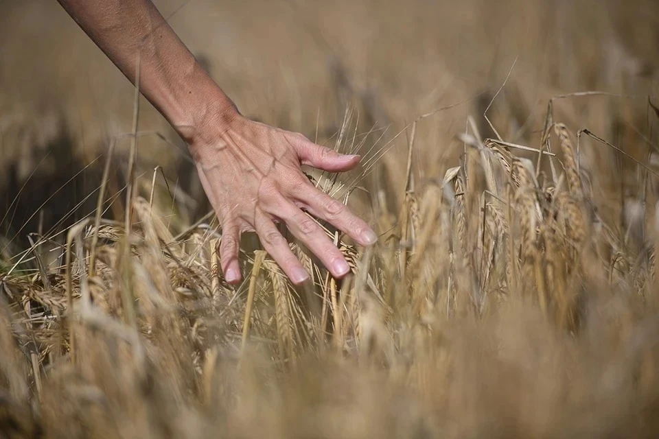 Россия готова подписать соглашение о продлении зерновой сделки только на 60 дней