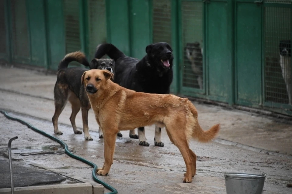 Власти Волгоградской области будут вести статистику случаев нападения бездомных собак