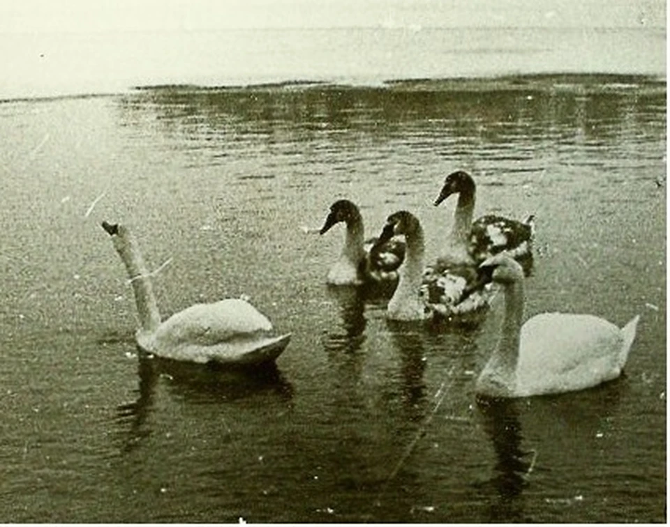 Лебеди на Городищенском озере. 17 февраля 1984 года. Автор: Г. Егоров