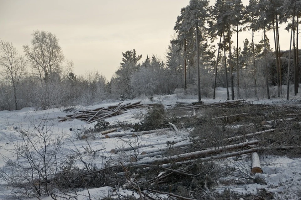 Директор уговорил инженера лесопользования этой же организации вырубить все деревья на участке местного лесничества