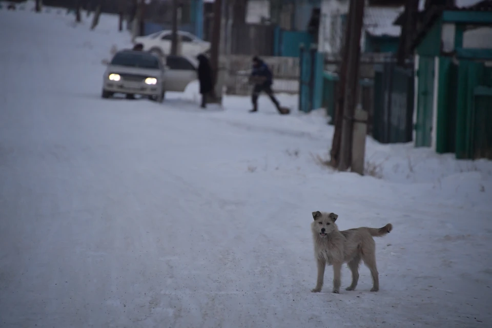 В Ленинском районе две собаки покусали 16-летнюю девочку.