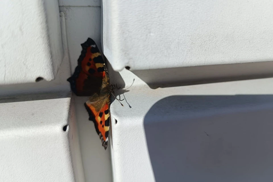 Бабочка сидела на стене магазина.