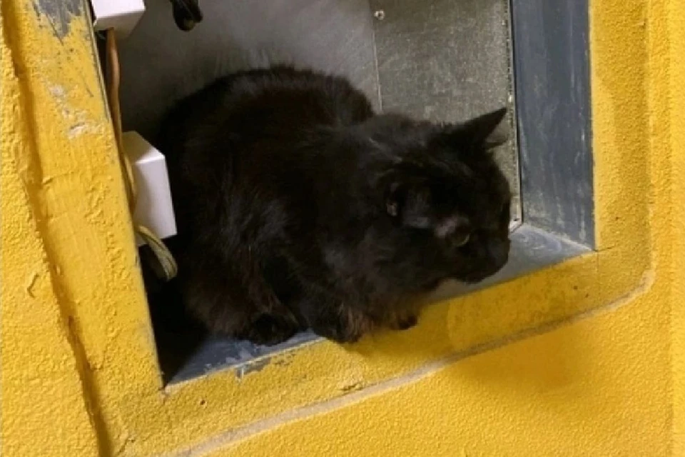 Кот провалился в шахту лифта из-за открытой дверцы. Фото: Степан Мельников, хозяин кота
