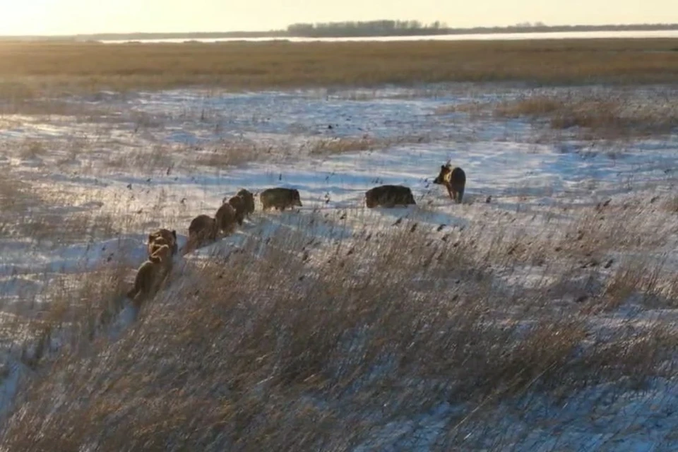 В Здвинском районе Новосибирской области сняли на видео стадо кабанов. Фото: стоп-кадр из видео Евгения Шестернина