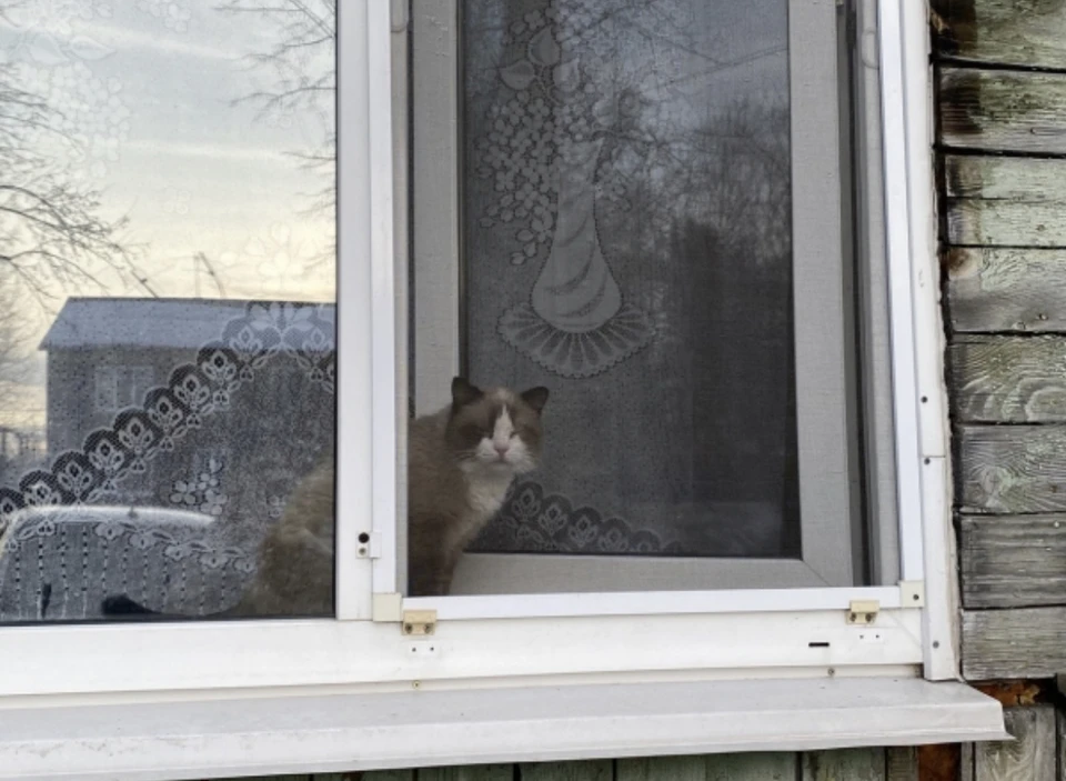 Жительница Смоленской области наняла киллера для кота.