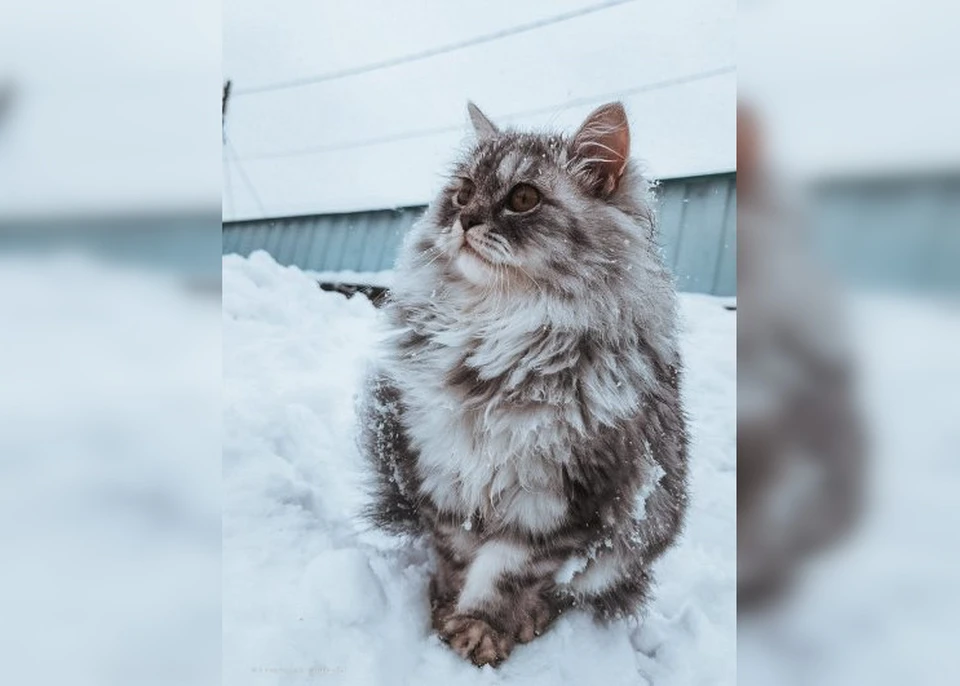 Кошка Соня. Фото: "АиФ-Томск"