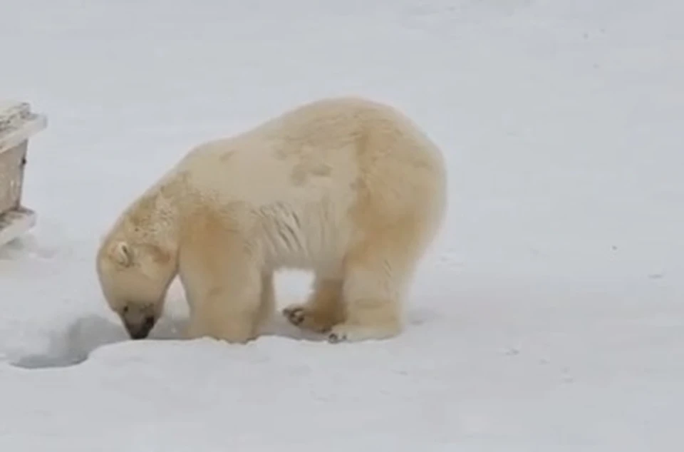 Фото: стоп-кадр видео Большереченского зоопарка