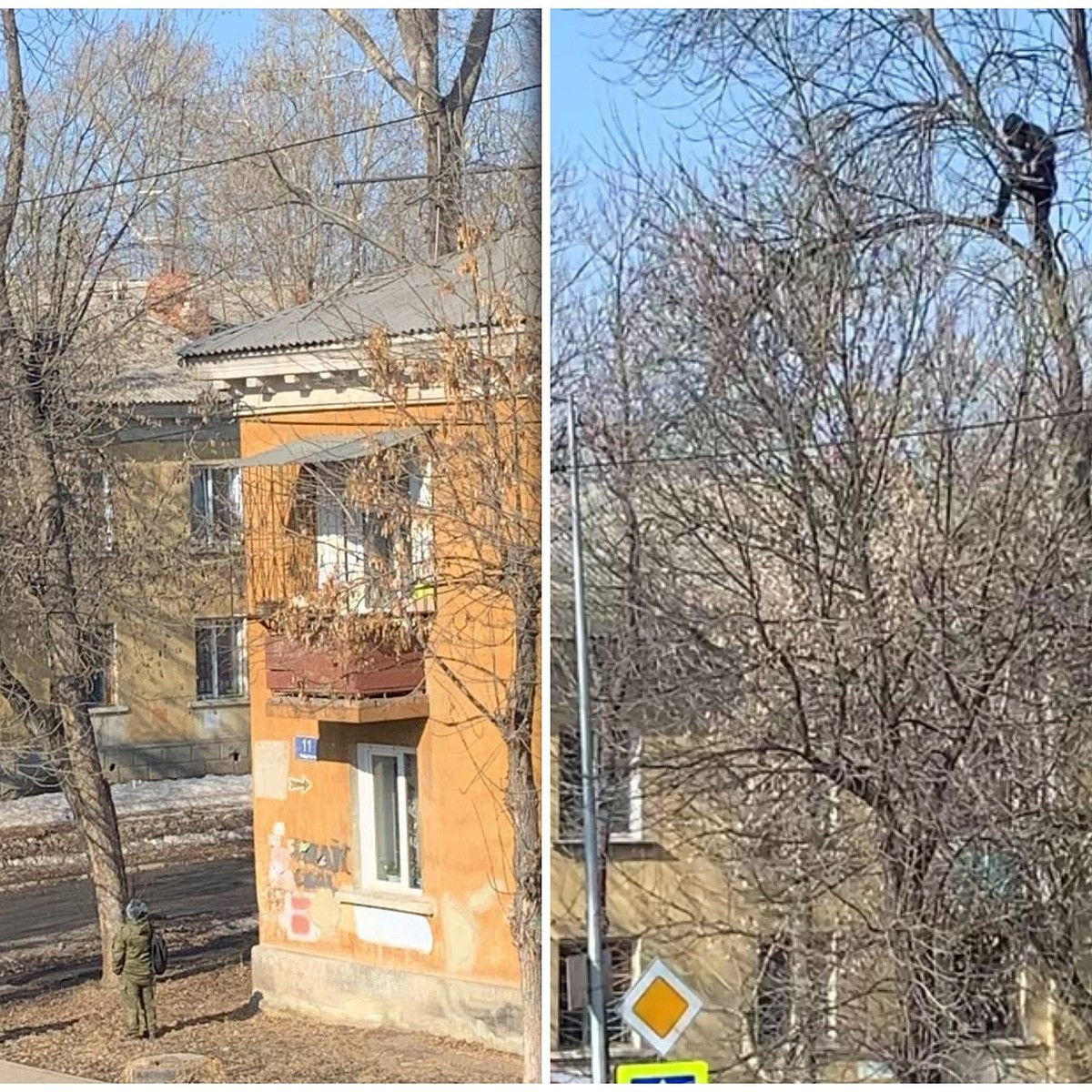 Челябинец залез на высокое дерево, чтобы спасти котенка, просидевшего  неделю на ветке - KP.RU