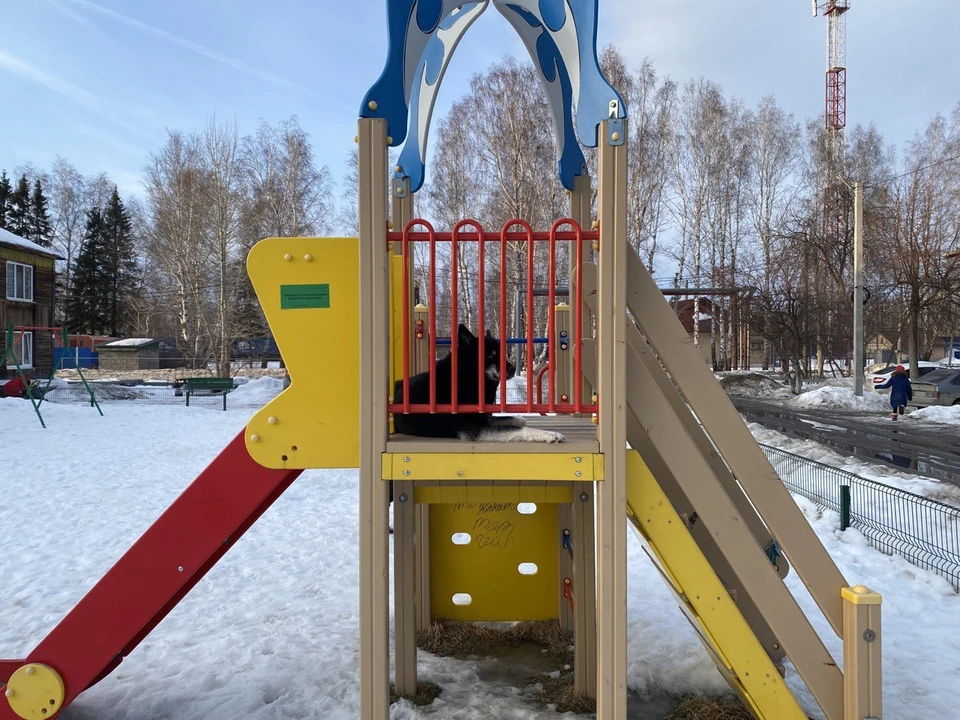 Следователи инициировали проверку.