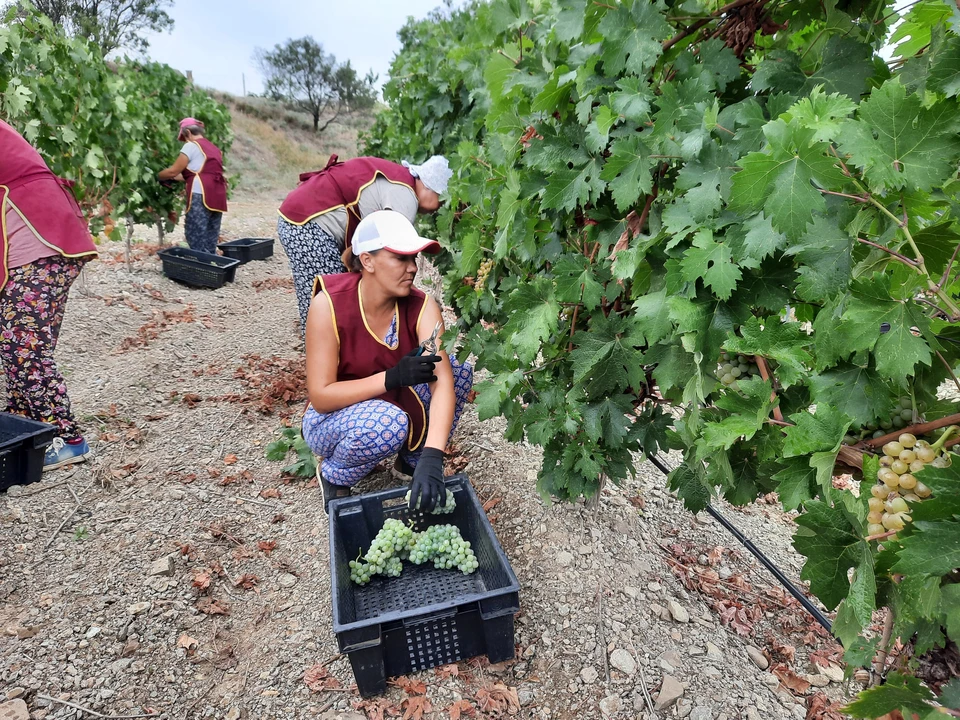 На виноградниках урожай стабильно высокий