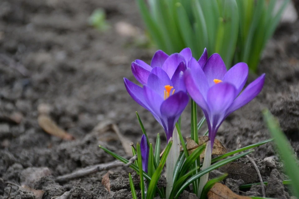 Сегодня уже целая поляна подснежников на Полевом спуске 🌸 | Подслушано | Самара | ВКонтакте