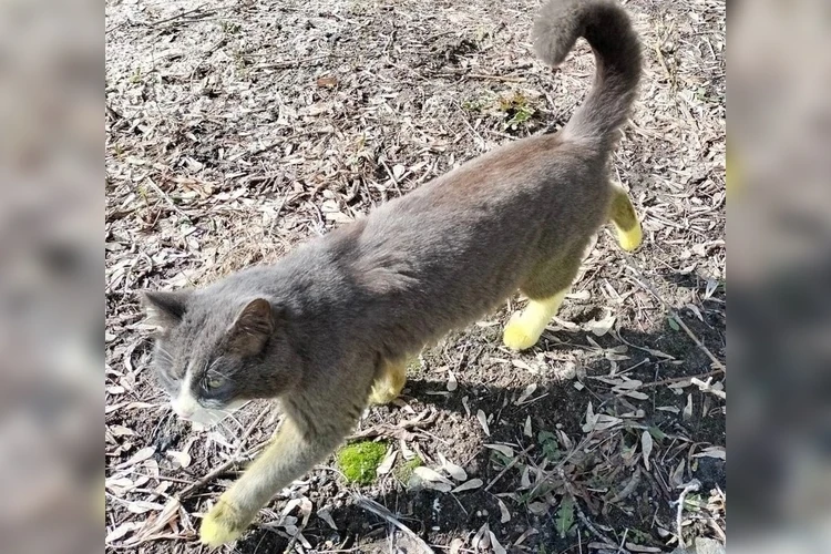 Пришла весна, коты пожелтели: активист назвал вероятную причину появления «лимонных кошек» под Нижним Новгородом
