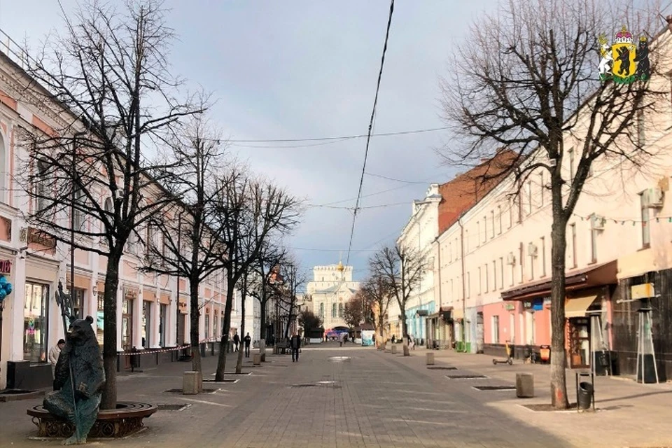 На центральных улицах Ярославля посадят клены и липы