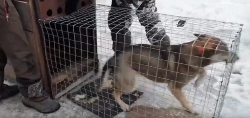 Собаку, которая напала на ребенка, пометили в приют. Фото: скриншот из видео в официальной группе мэрии Томска во ВКонтакте