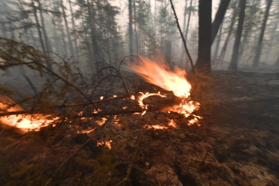 Особый режим вводят, чтобы снизить риск возникновения лесных пожаров