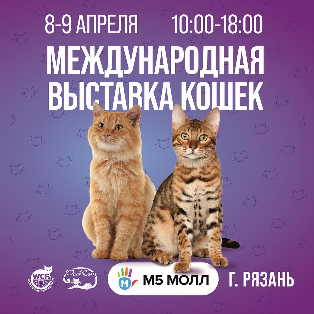 На «Весенние смотрины» в «М5 Молл» привезут кошек редкого «золотого» окраса  - KP.RU