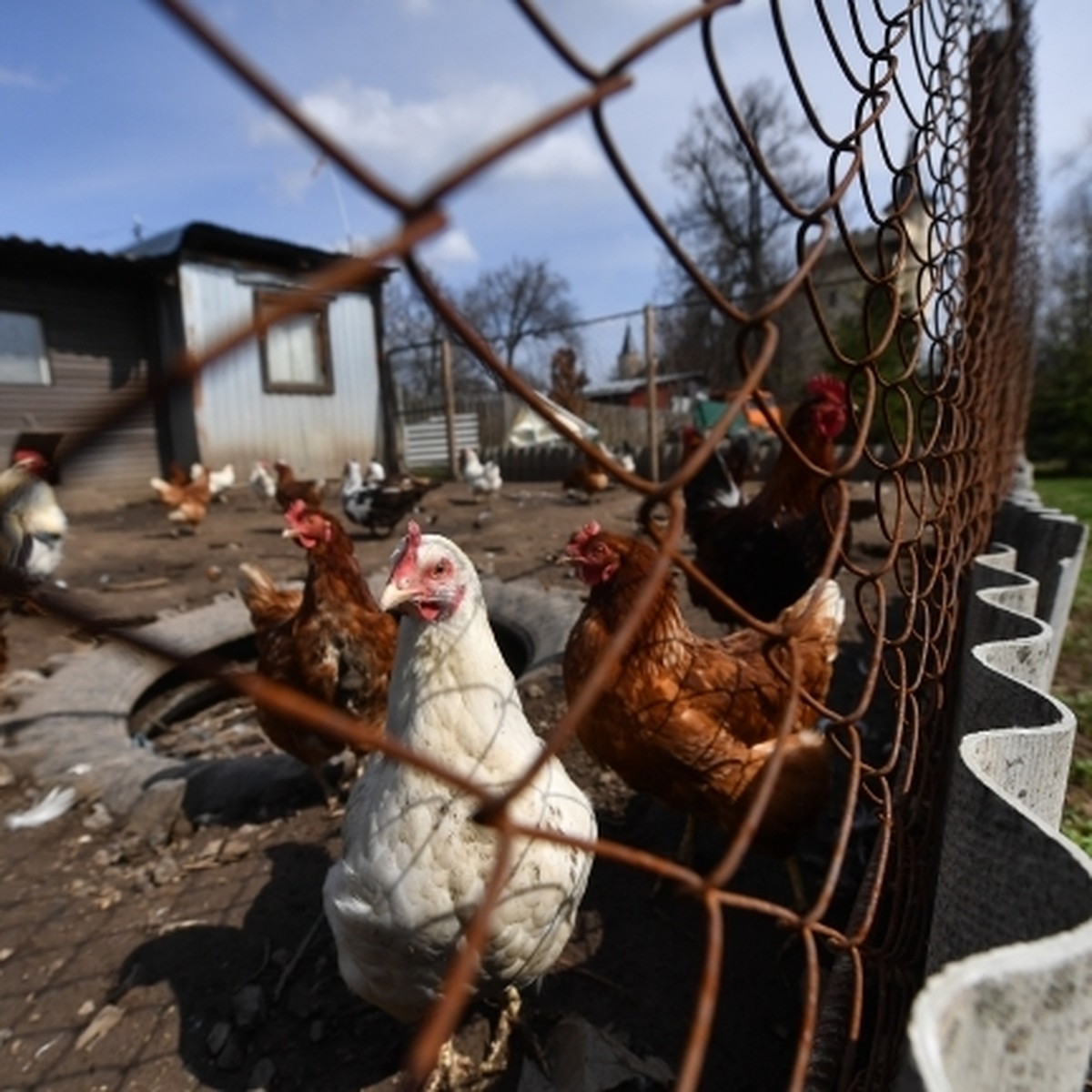 В Ростовской области нашли ДНК курицы в докторской колбасе - KP.RU