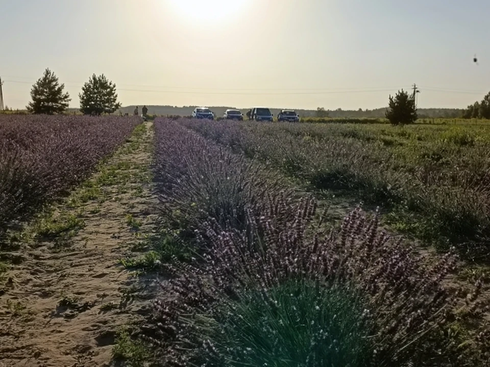 Волгоградцам напомнили об уголовной ответственности за букеты из краснокнижных цветов