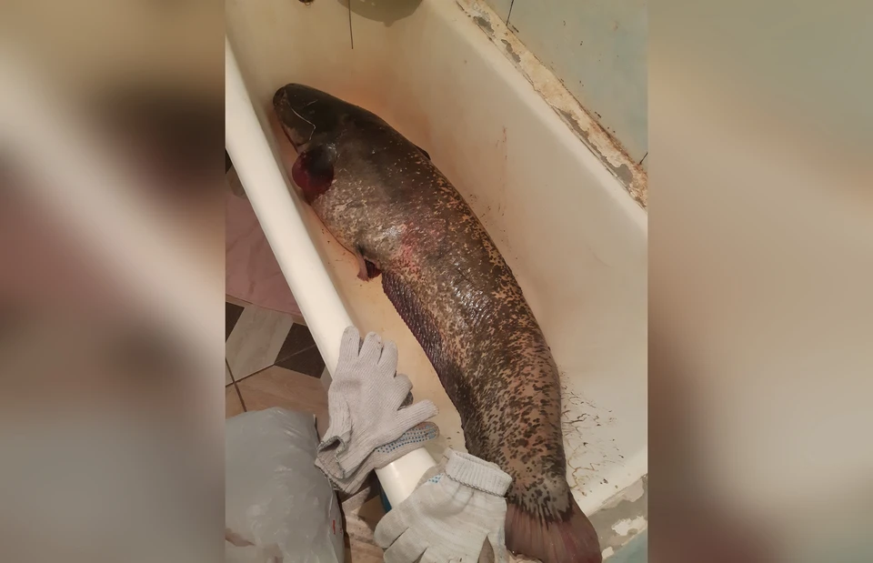 Внушительный трофей занял всю ванну в доме рыбака / Фото: vk.com/fish_nsk