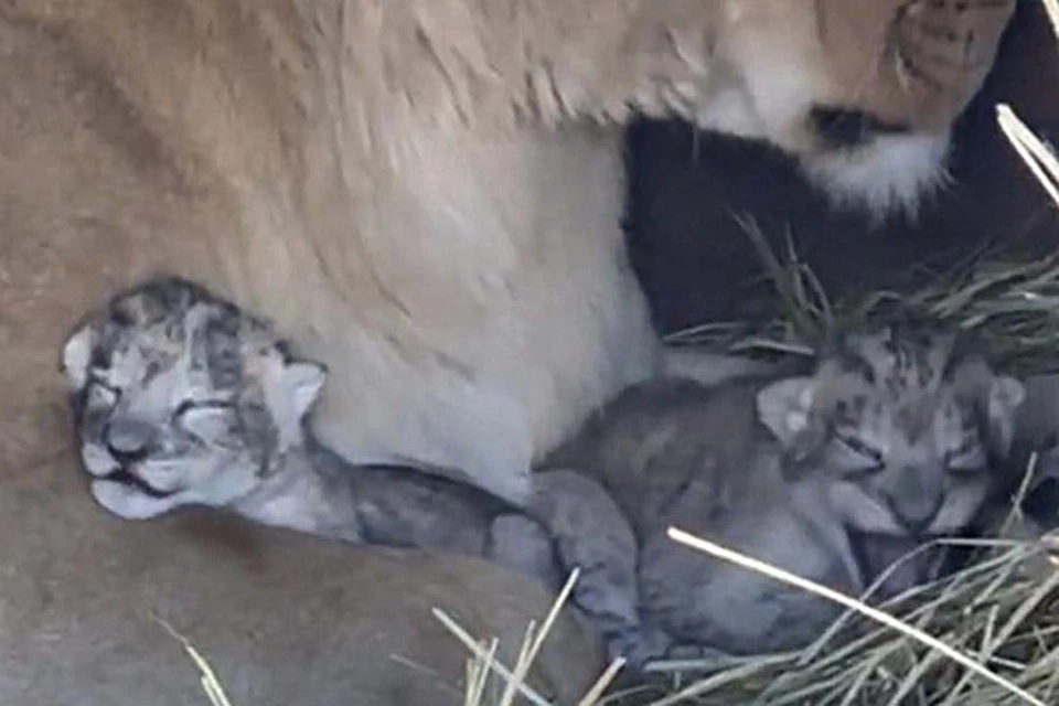 Новорожденные львята. Скриншот видео барнаульского зоопарка