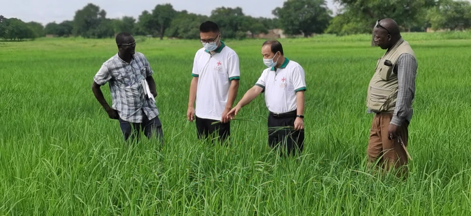 Китайские эксперты по сельскому хозяйству дают технологические рекомендации местным техникам на рисовой плантации в Буркина-Фасо. Июль, 2021 год.