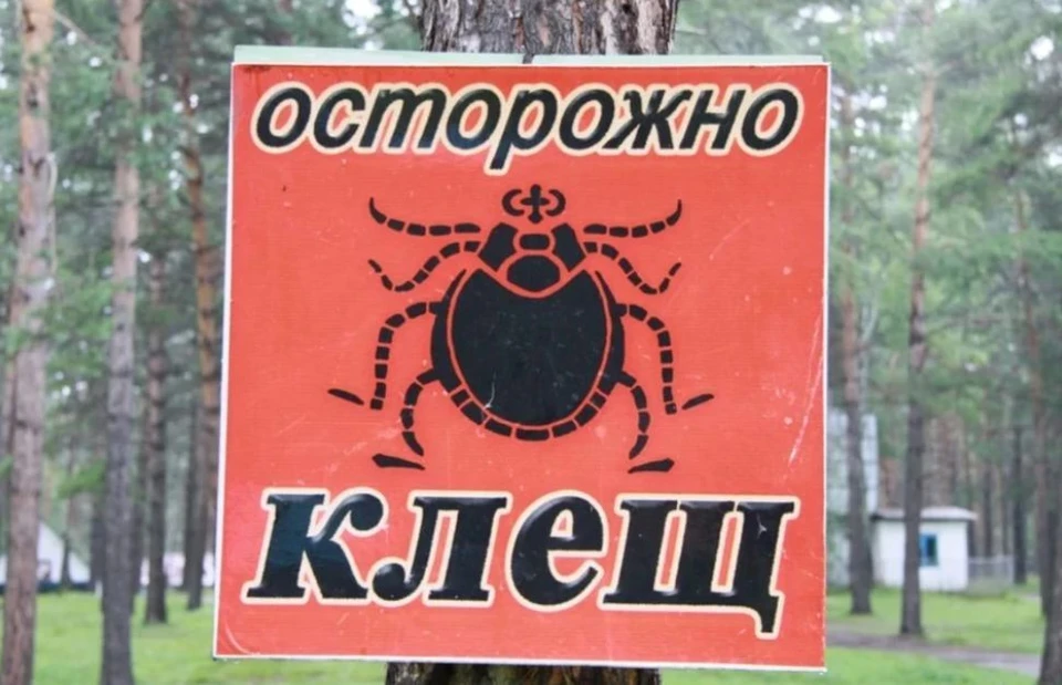 Пик активности клещей в Алтайском крае ожидается в мае