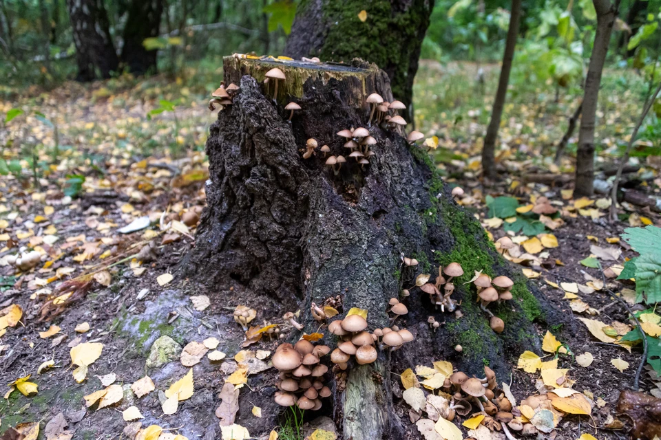 Пеньки заменят деревьями