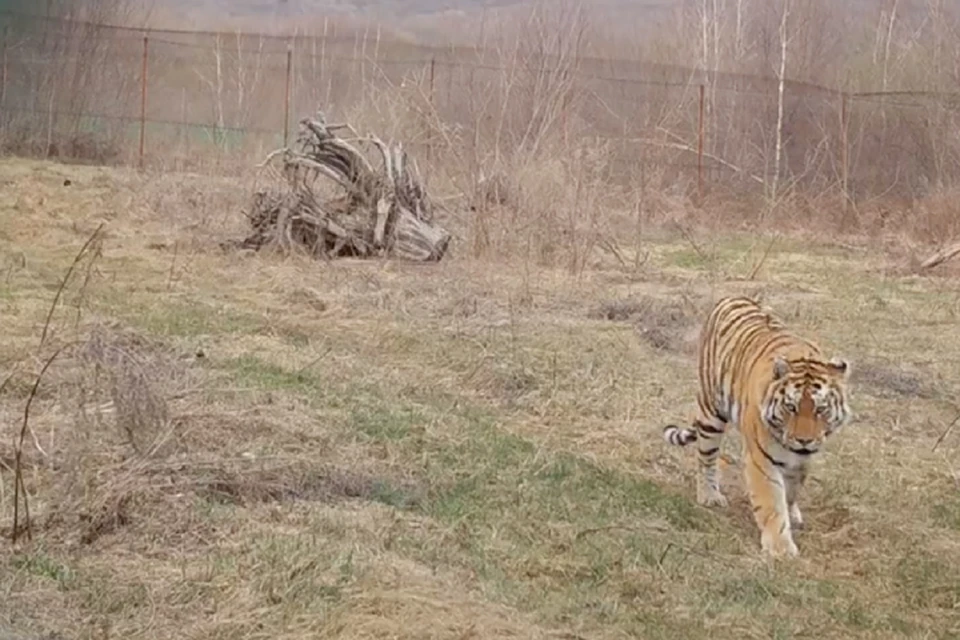 Тигрица, пойманная в Хабаровском крае 2 марта, идет на поправку