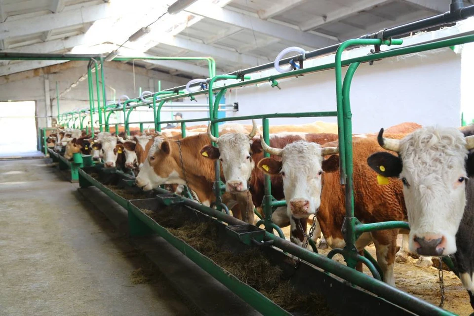В Иркутской области растет производство молока и мяса