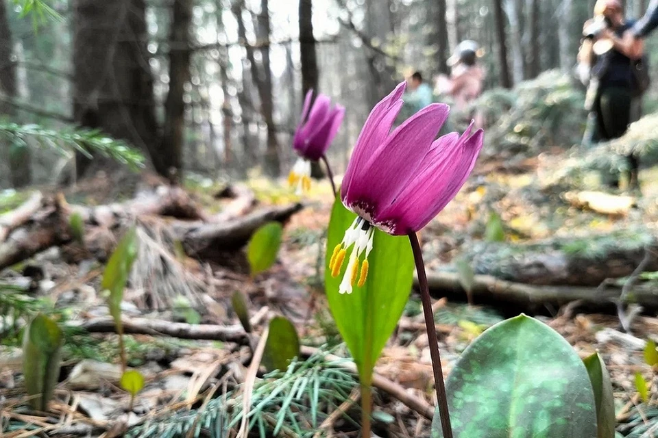 Кандык цветет в конце апреля - начале мая. Фото: Дарья КОБЗЕВА.