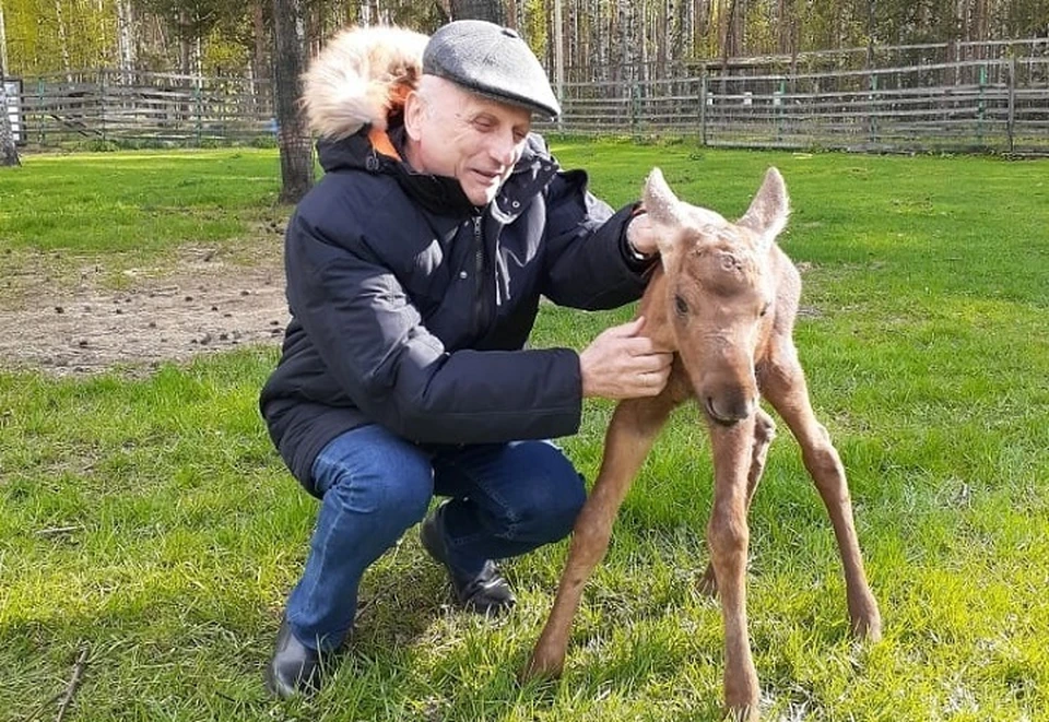 Двух лосят привезли в Ярославский зоопарк. ФОТО: страница Теймураза Бараташвили ВКонтакте