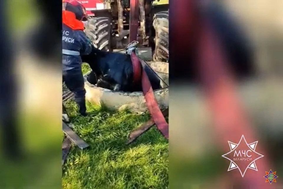 Для поднятия коровы из выгребной ямы потребовался погрузчик. Скрин видео МЧС