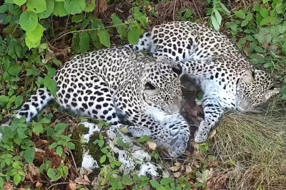 В дикой природе Алмас и Чилмас позабудут о родственных связях. Фото: t.me/leopardcenter