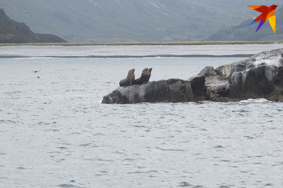 Жители Кольского района сняли на видео отдыхающего на льдине тюленя.